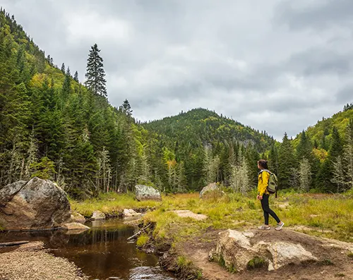 Ancient forests shrouded in mist