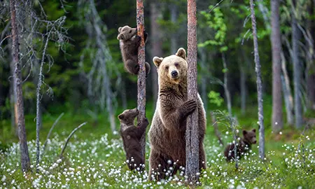 Grizzlies patrolling the river banks