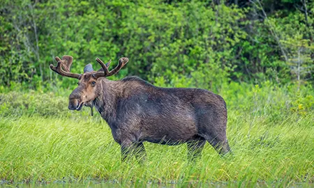 Moose wandering the boreal forest