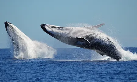 Whales breaching the Atlantic swell